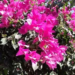 Rose Διαμέρισμα *