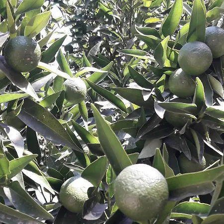 Rose Apart דירה סאריגרמה