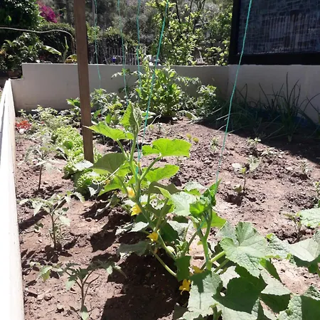 Rose Lejlighed Sarigerme