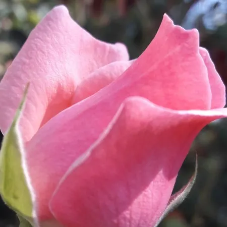 Rose Apartmán