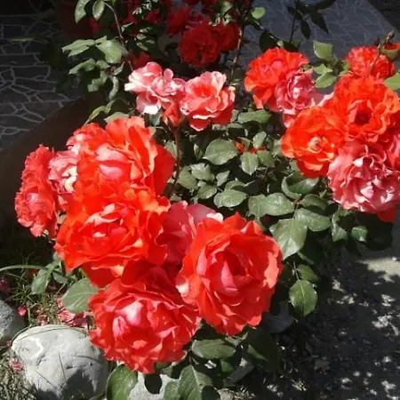 Rose * Sarıgerme