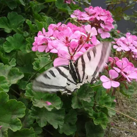 Διαμέρισμα Rose