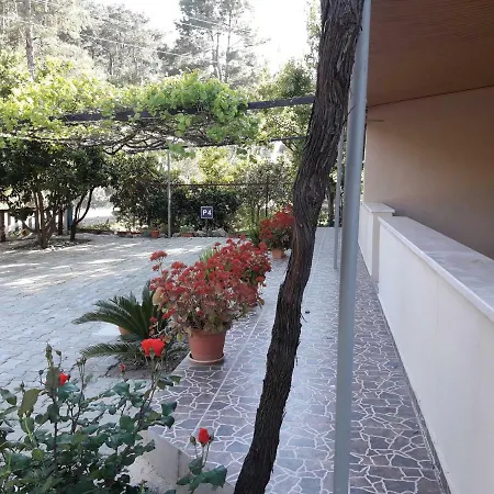 Rose * Sarıgerme